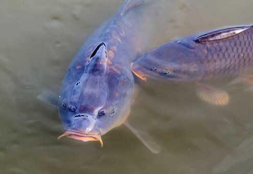 carp-3291340__340.jpg